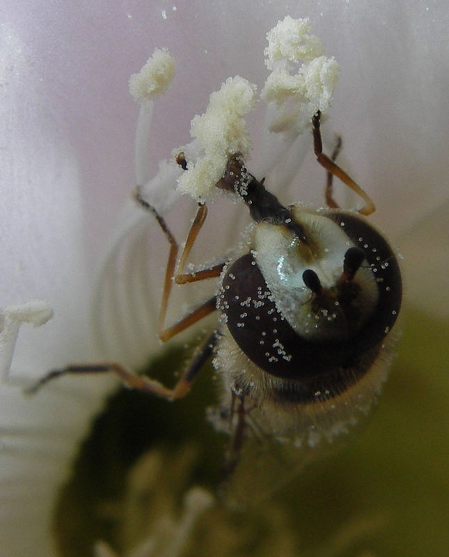 Schwebefliege in Kaktusblüte