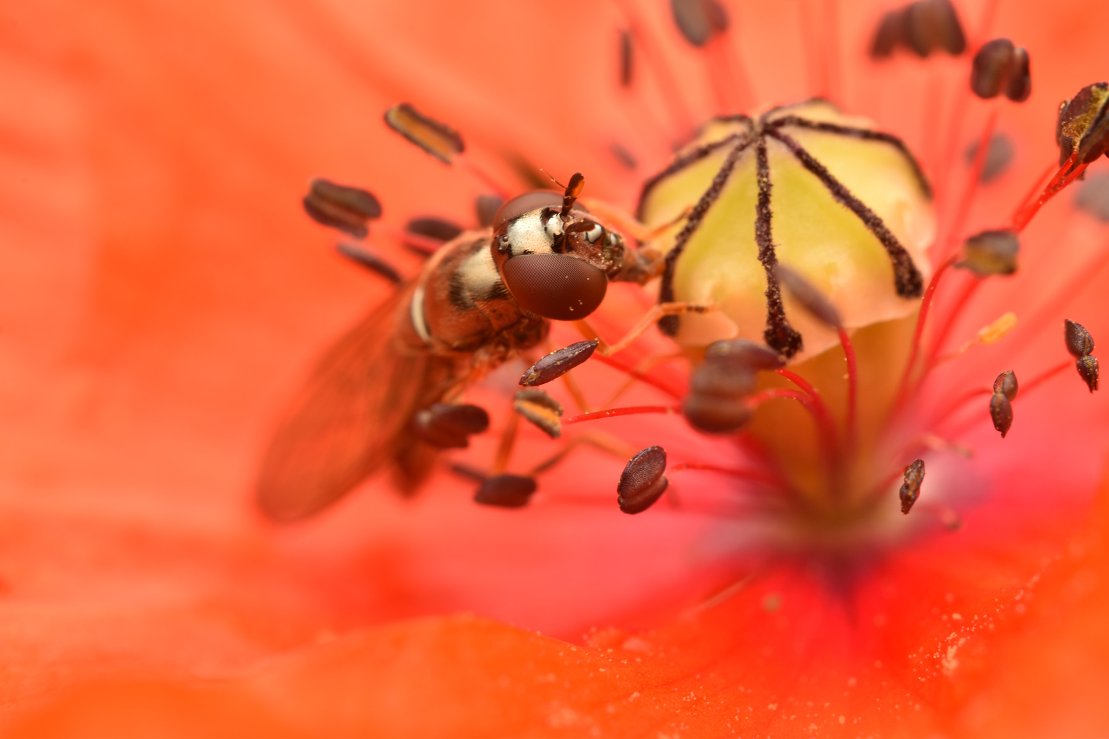 Schwebefliege in Mohnblume