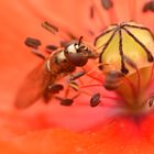 Schwebefliege in Mohnblume