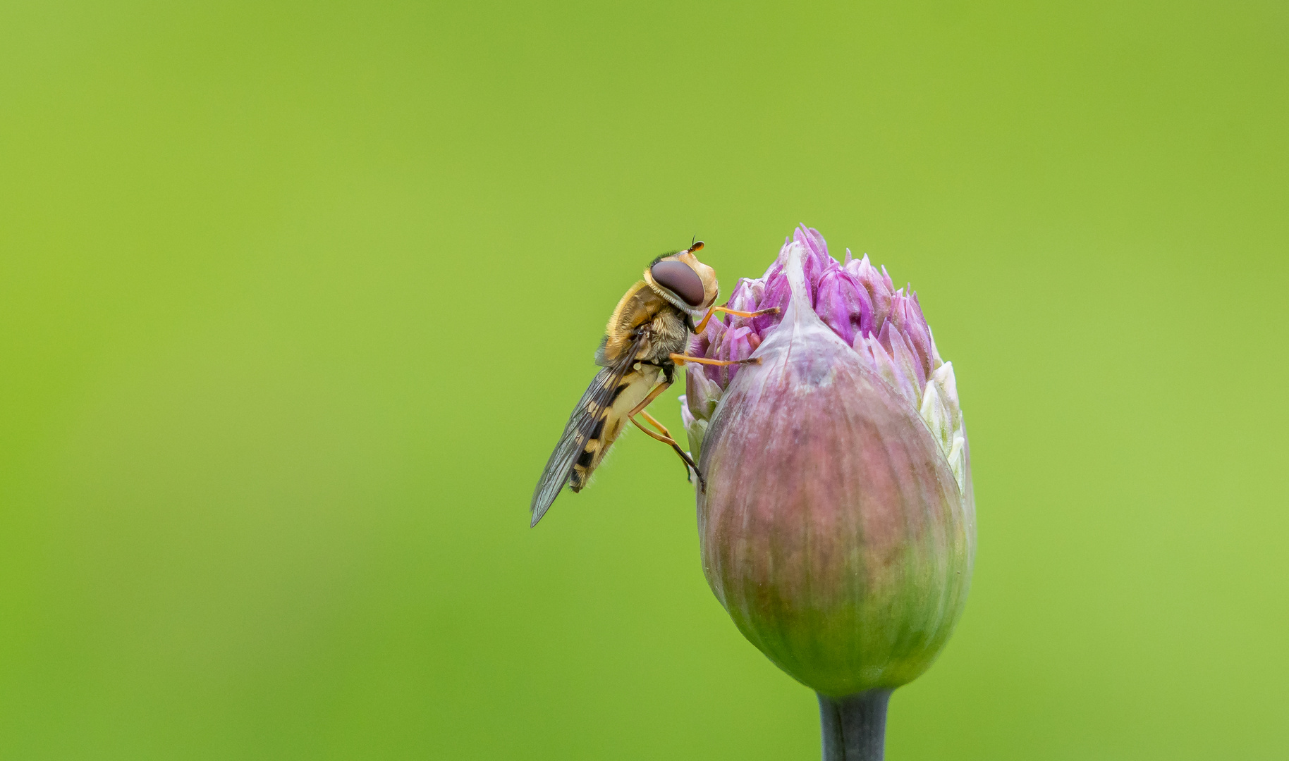 Schwebefliege in Warteposition