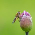 Schwebefliege in Warteposition