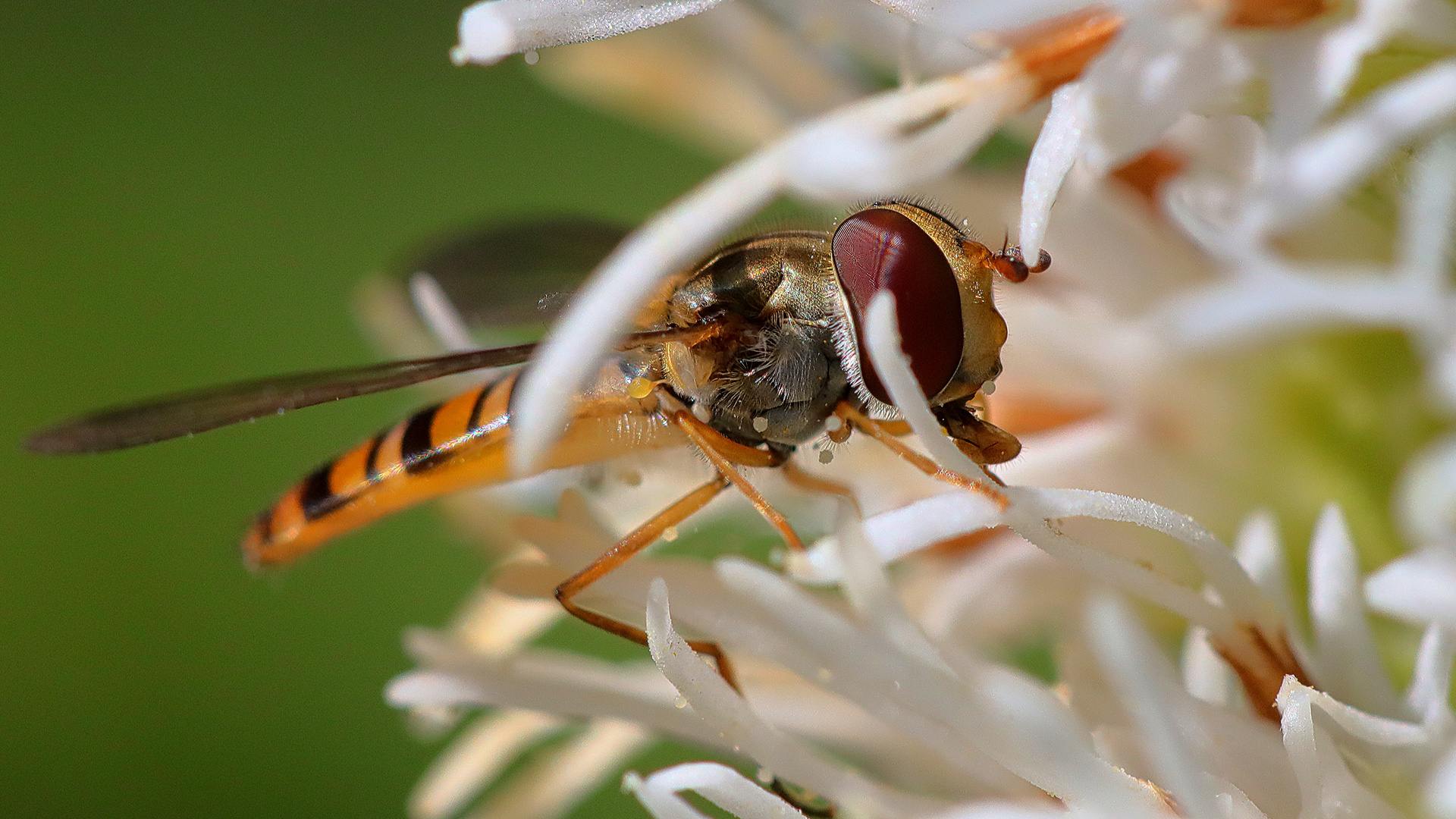 Schwebefliege lässt sich weiße Liatris schmecken