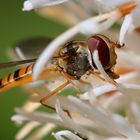 Schwebefliege lässt sich weiße Liatris schmecken