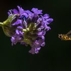 Schwebefliege & Lavendel