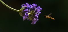 Schwebefliege & Lavendel