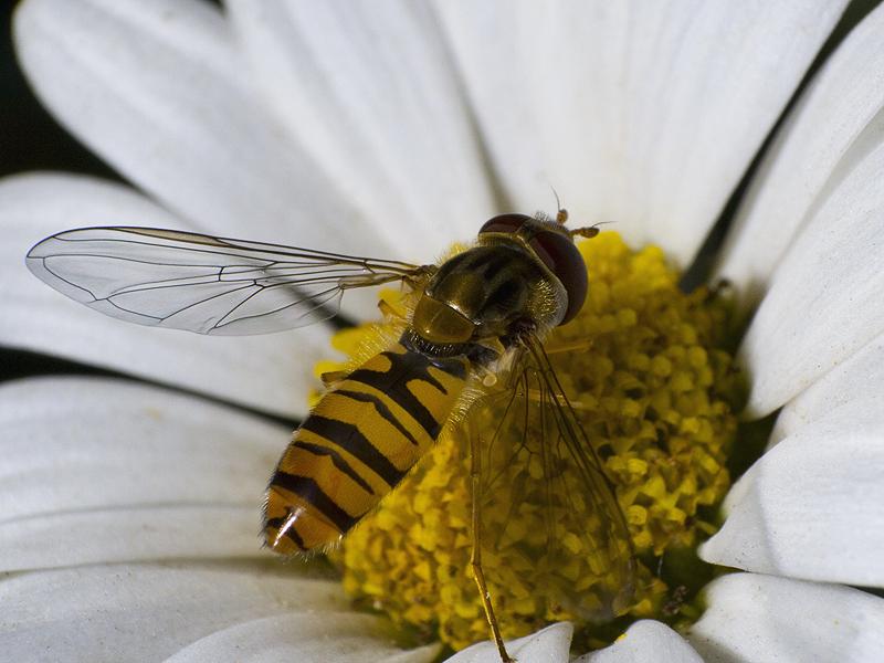 Schwebefliege MAKRO