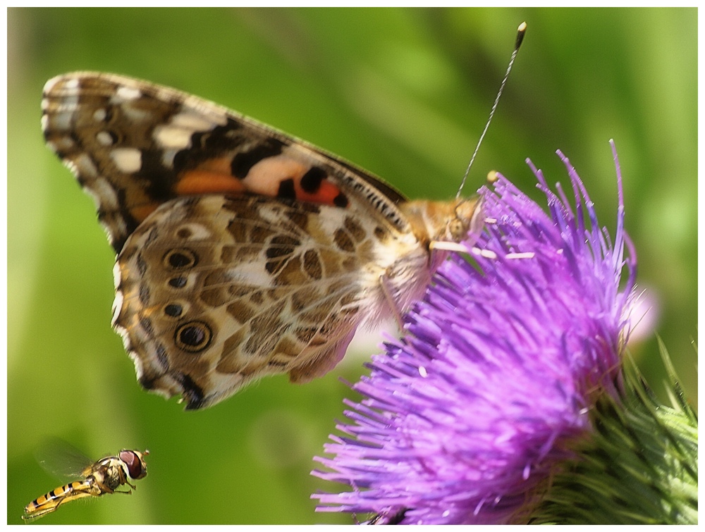 Schwebefliege mit Distelfalter