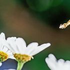 Schwebefliege mit Margeritte