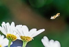 Schwebefliege mit Margeritte