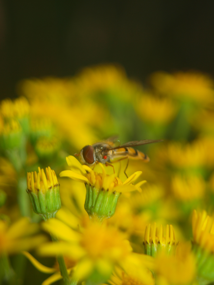 schwebefliege mit rotem punkt