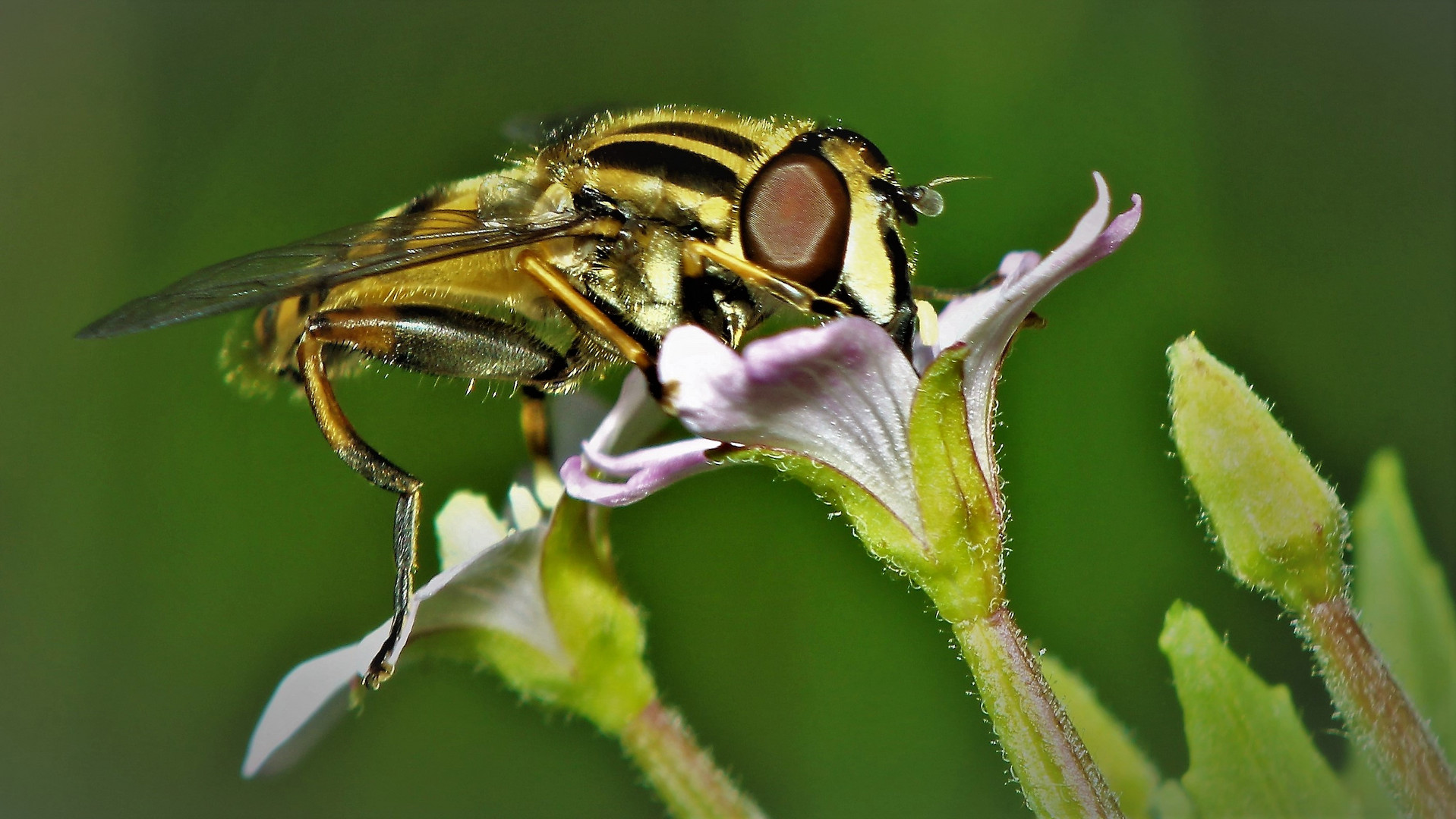 Schwebefliege mit Streifen