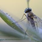 Schwebefliege mit Tautropfen. Fly in water droplets!