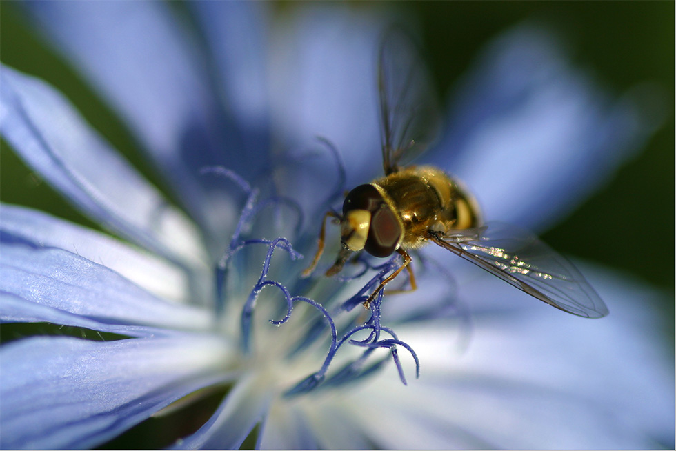 Schwebefliege .. oder ????