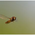 Schwebefliege steht in der Luft