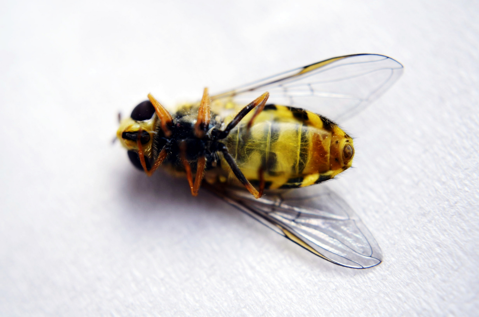 Schwebefliege (Syrphidae).