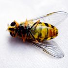 Schwebefliege (Syrphidae).