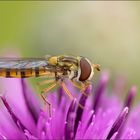 schwebefliege ( syrphidae )