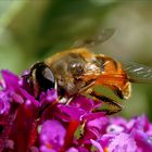 Schwebefliege u Buddleja 