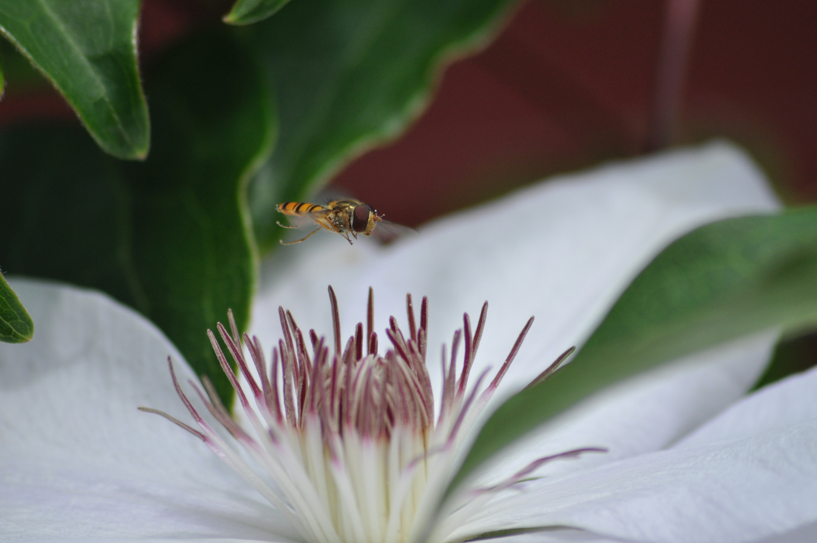 Schwebefliege und Clematis