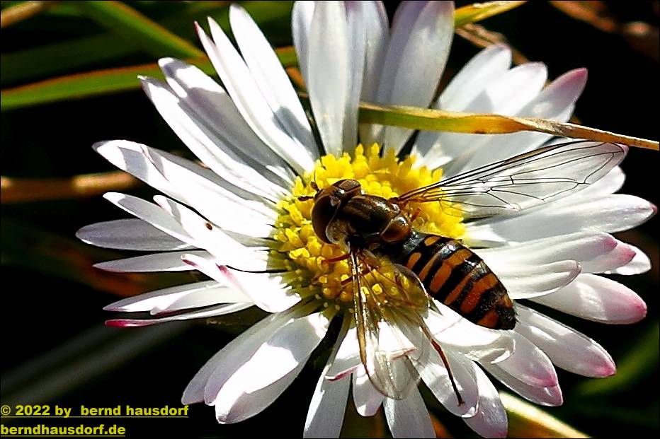 Schwebefliege und Feinstrahl