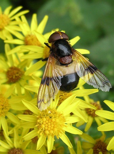 Schwebefliege (Volucella pellucens)