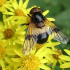 Schwebefliege (Volucella pellucens)