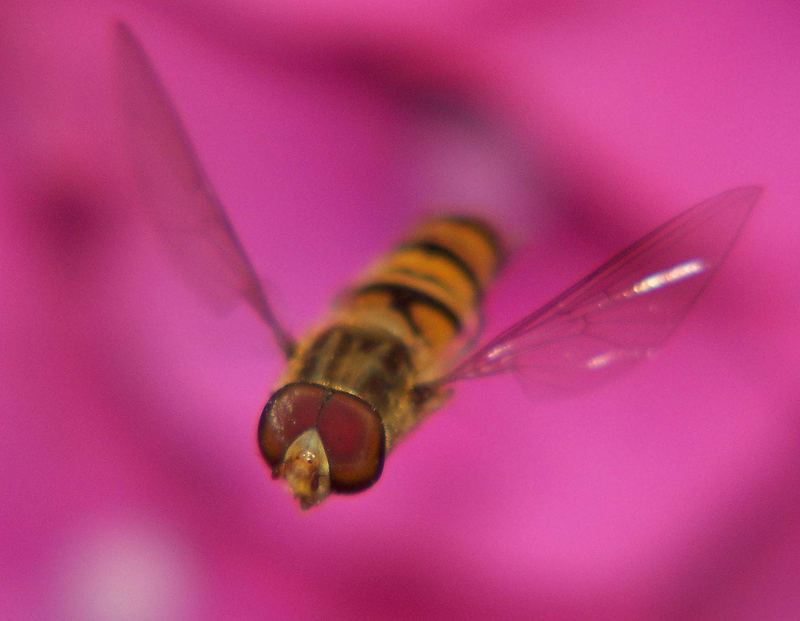 Schwebefliege.... wieder mal eine