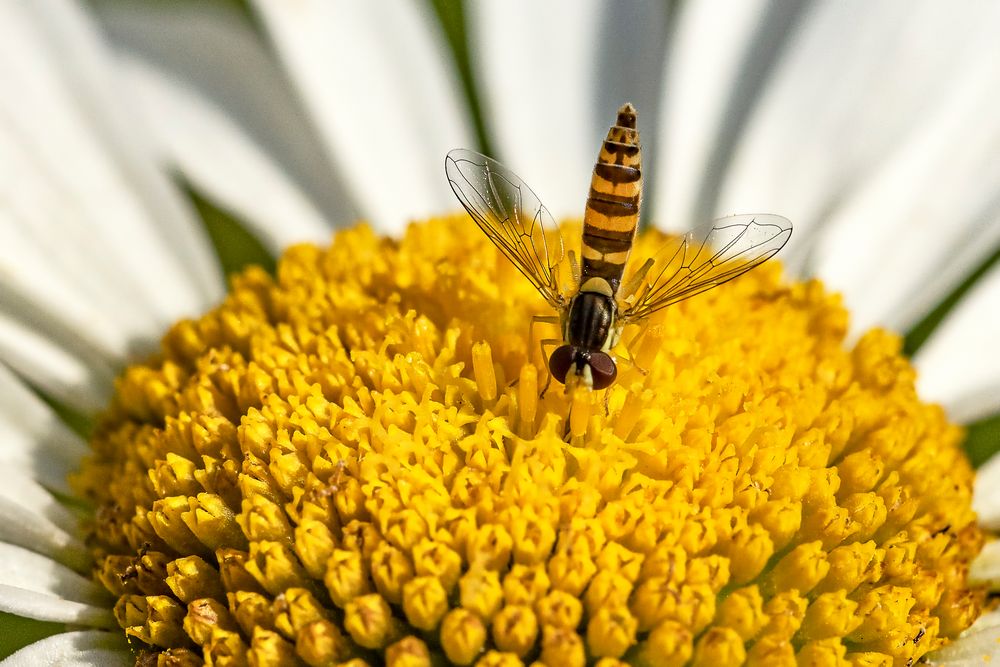 Schwebefliege_MG_0803