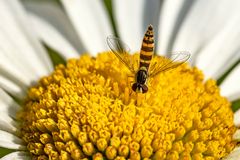 Schwebefliege_MG_0803