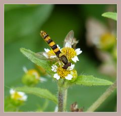 Schwebefliegen ...