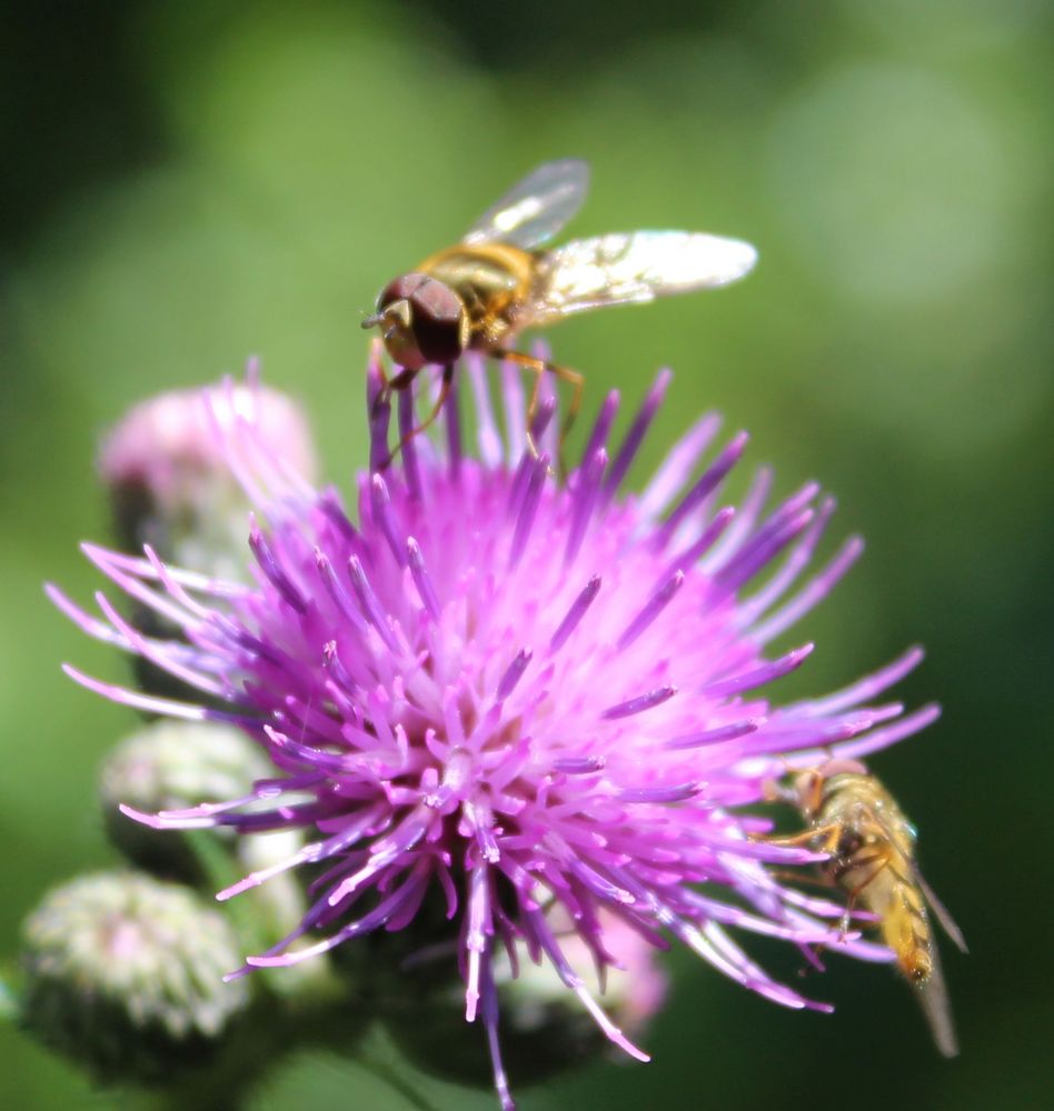 Schwebefliegen an Kratzdistel