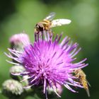 Schwebefliegen an Kratzdistel