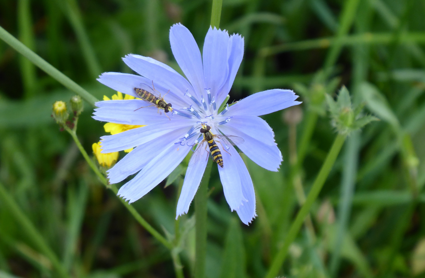 Schwebefliegen auf der Wegwarte