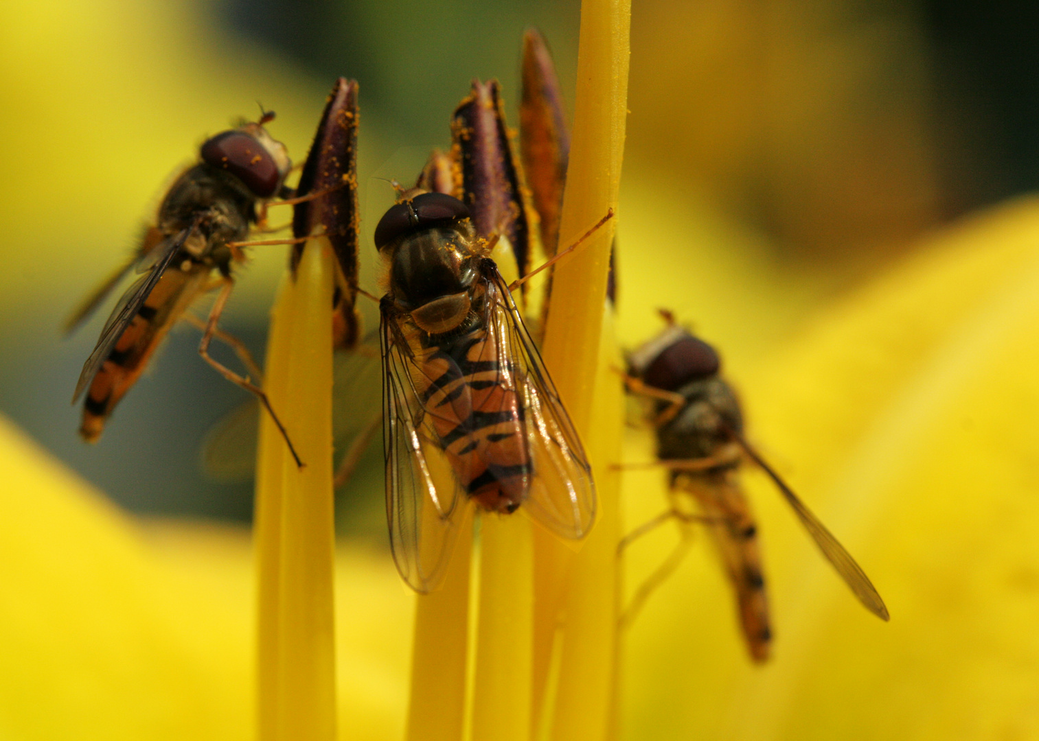 Schwebefliegen - die drei Muske,,tiere''