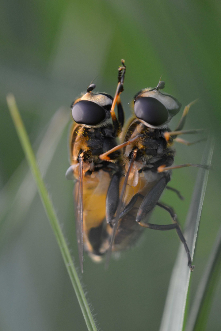 Schwebefliegen Doppeldecker