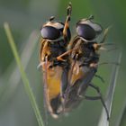 Schwebefliegen Doppeldecker