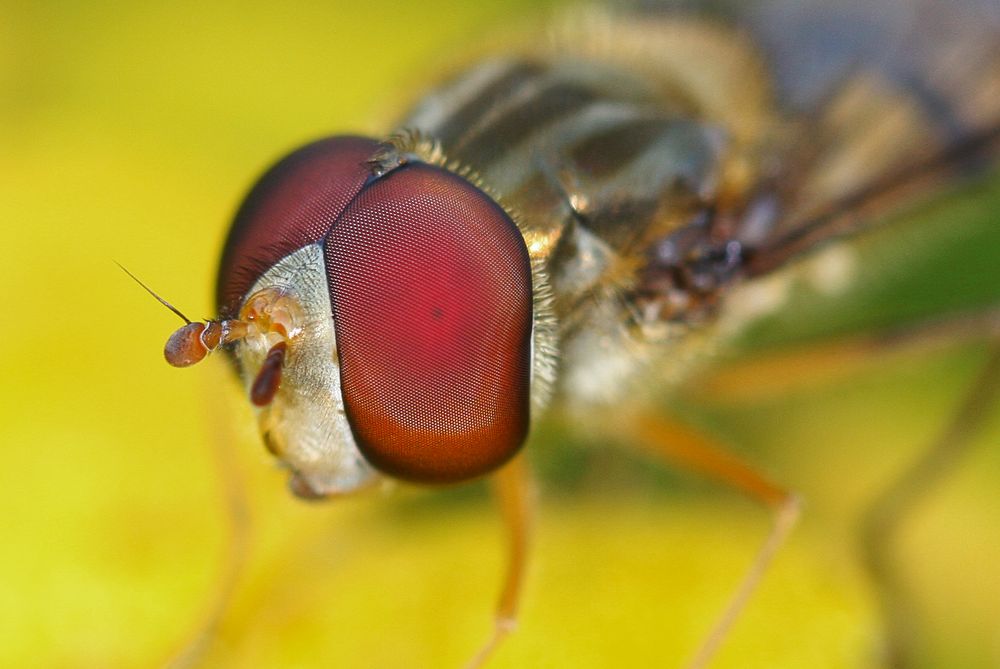 Schwebefliegen Makro