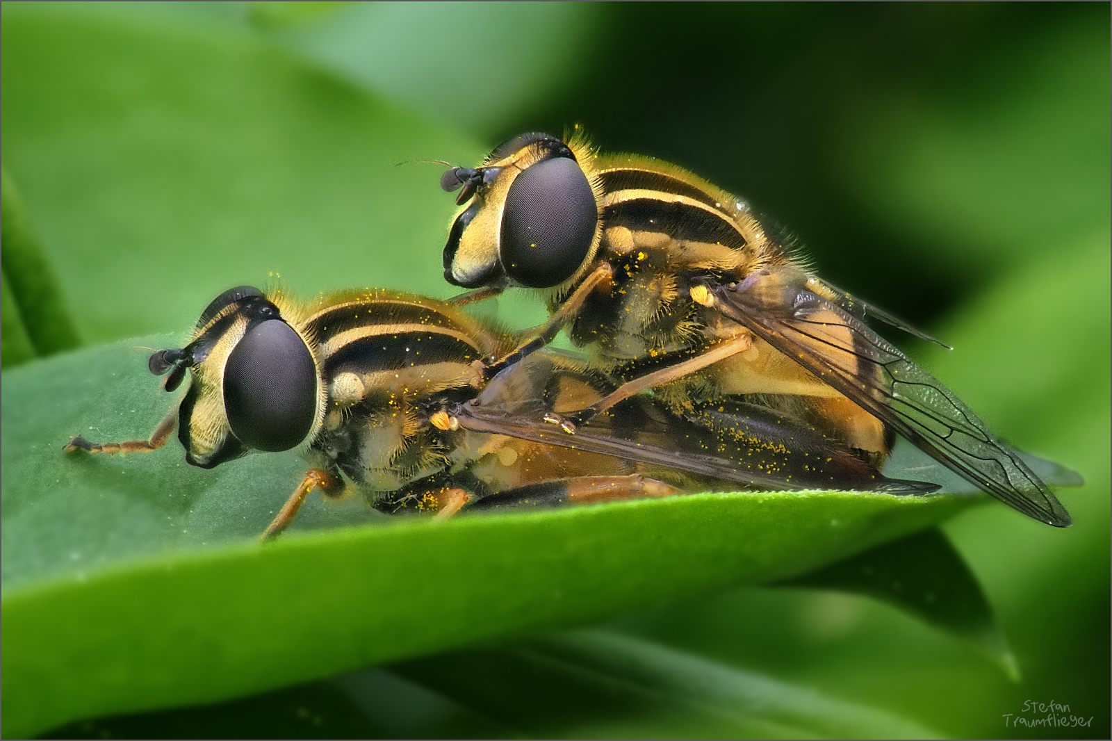 schwebefliegen_duo_1