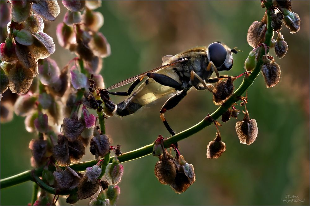 schwebefliege_sauerampfer