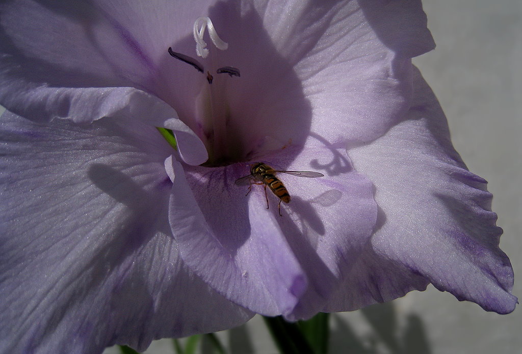 Schwebeflige und Gladiole