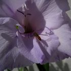 Schwebeflige und Gladiole