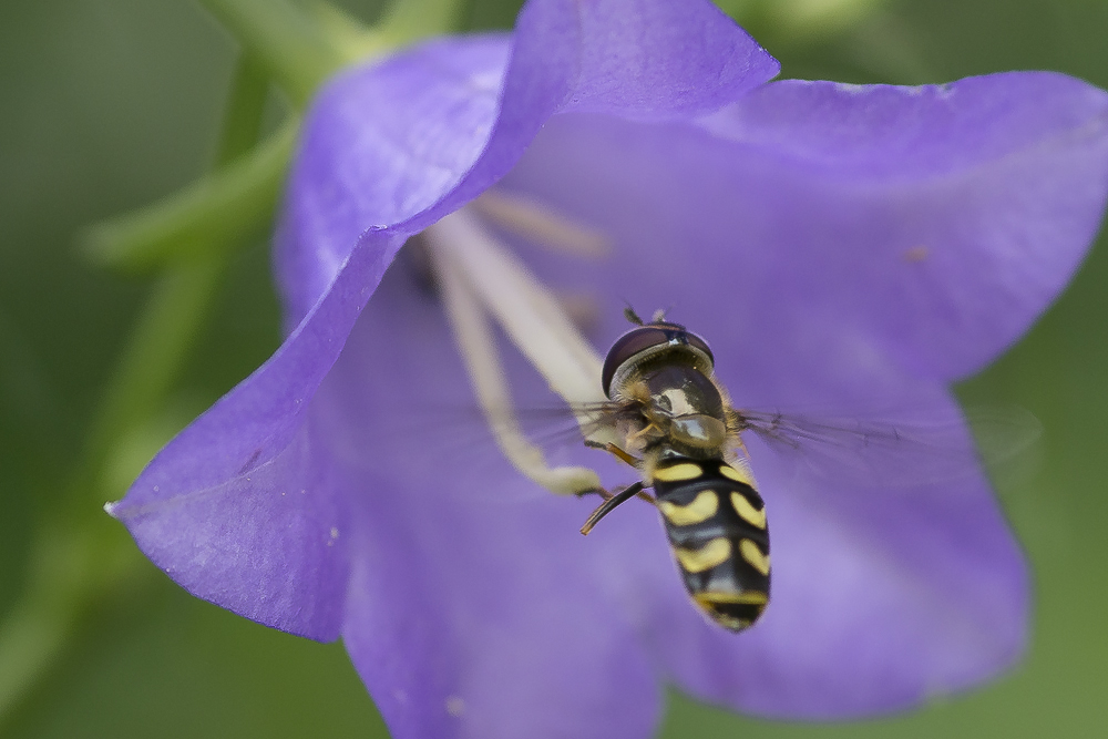 Schwebeflug