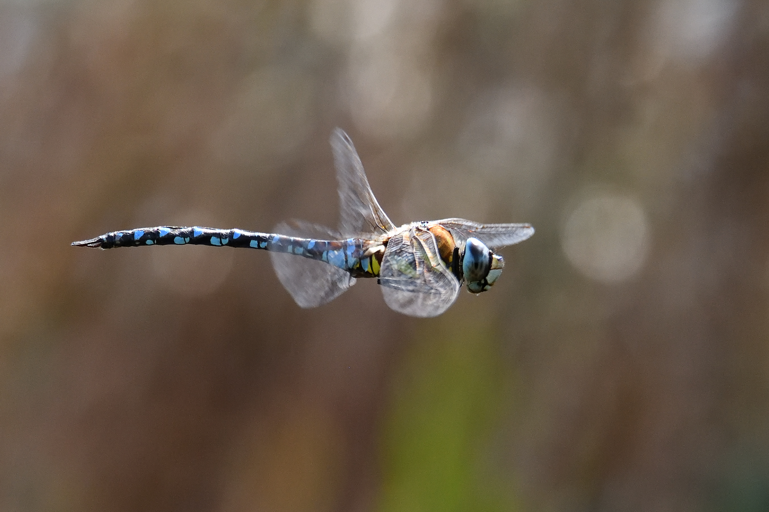 Schwebeflug