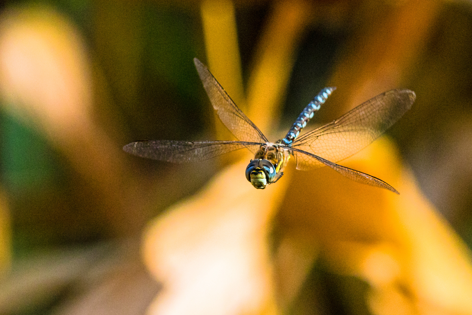 Schwebeflug