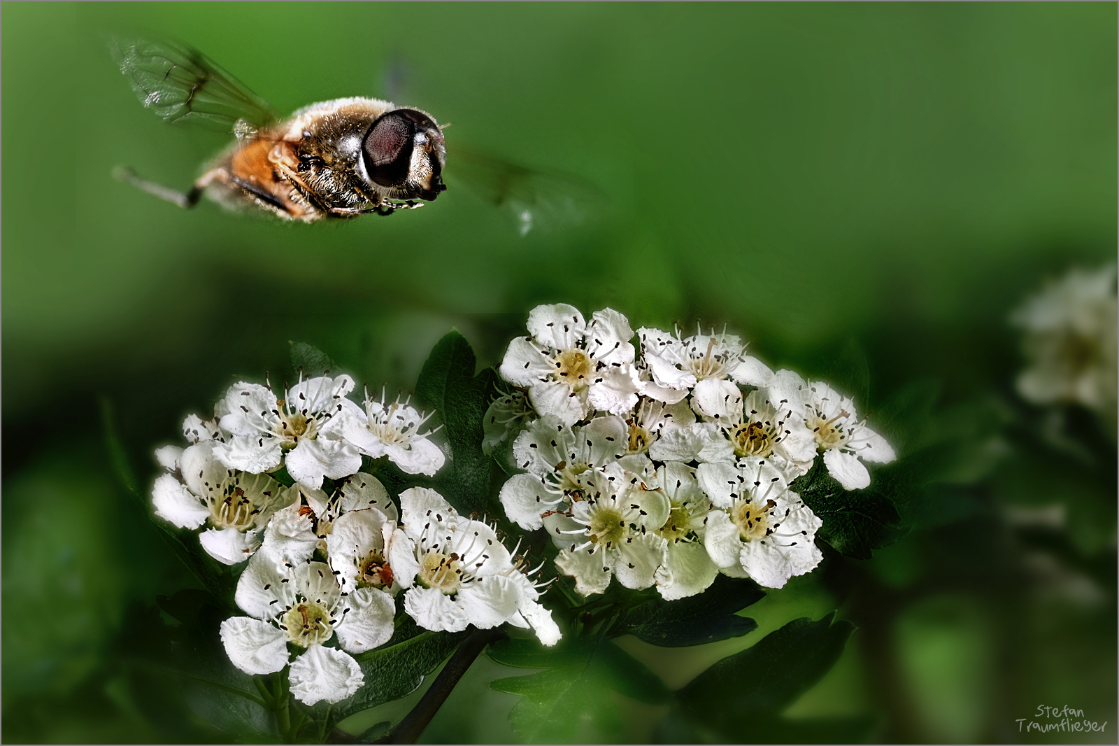 schwebeflug