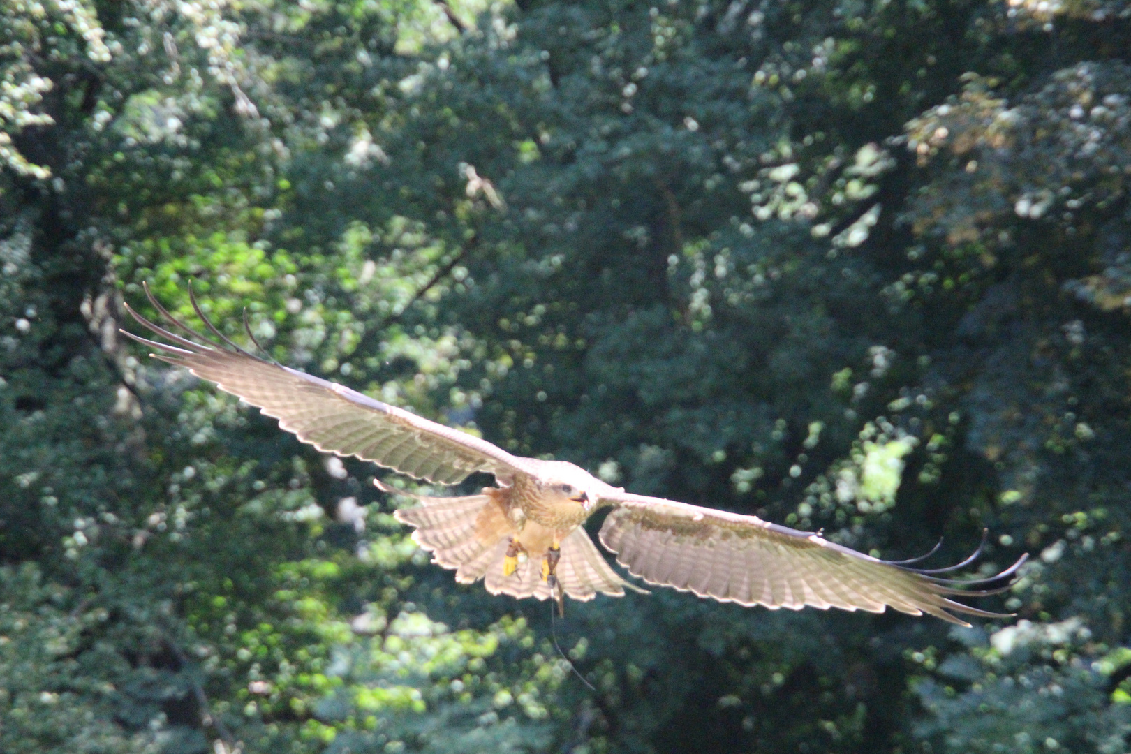 Schwebeflug