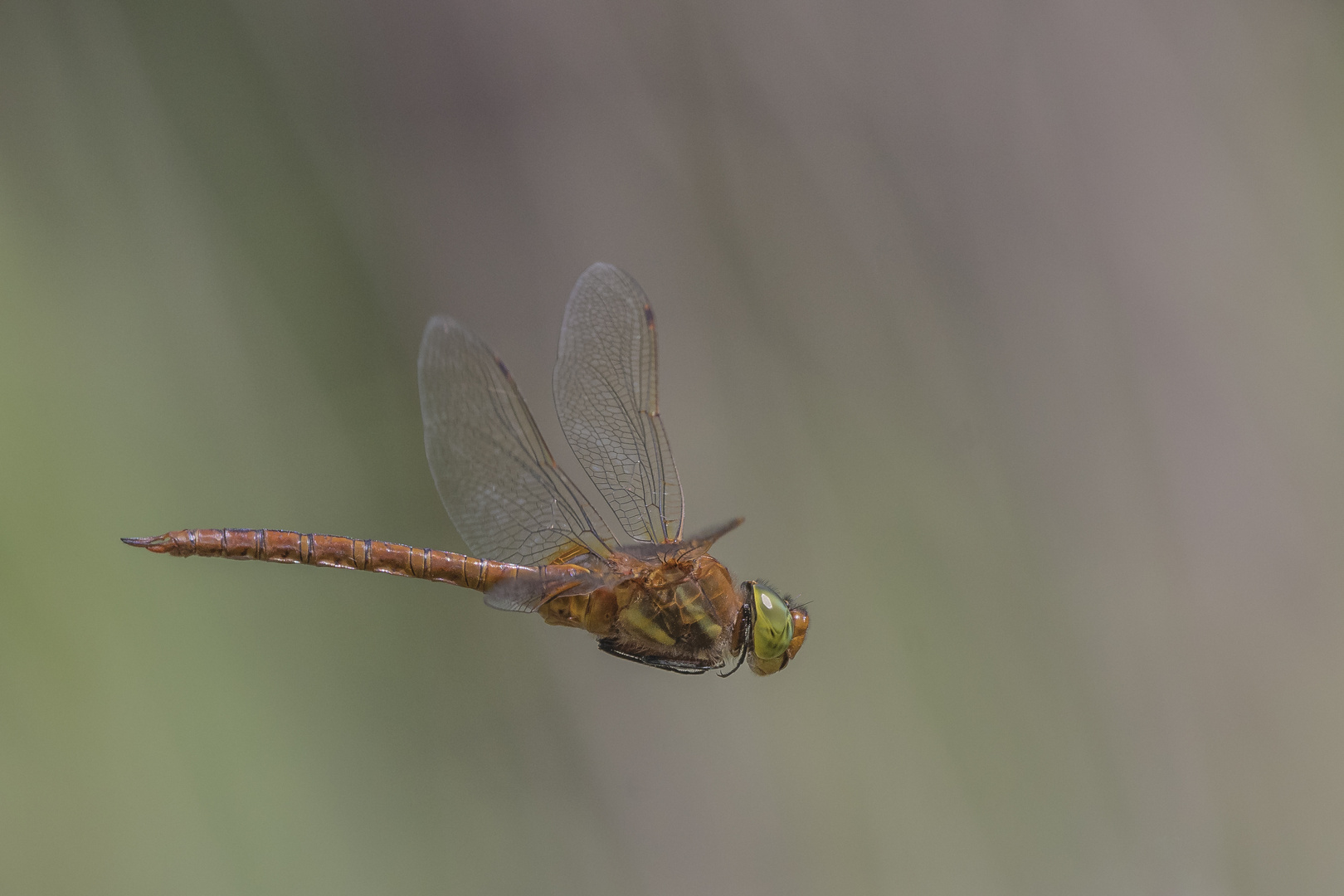 Schwebeflug