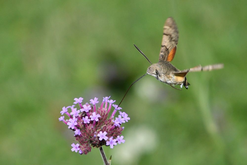 Schwebeflug