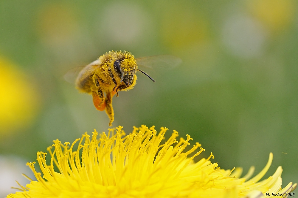 Schwebeflug