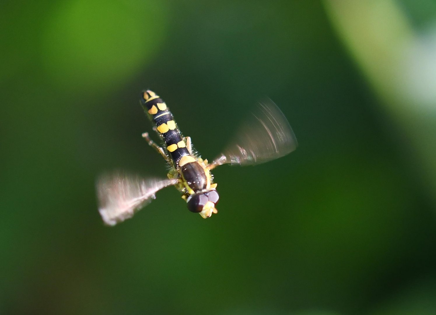 Schwebeflug